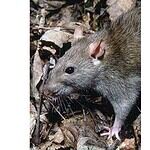 Exploding rats