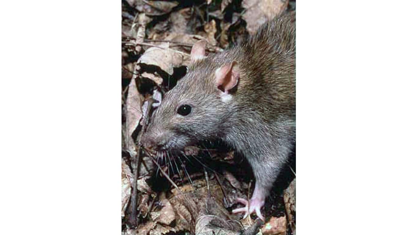 Exploding rats