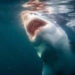 #2 What is the largest ocean on Earth?