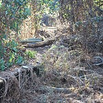 Abandoned Disney Parks