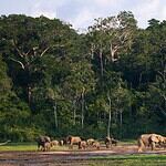 10. Central African Republic