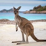 #7 What is the capital of Australia?