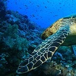 Solomon Islands