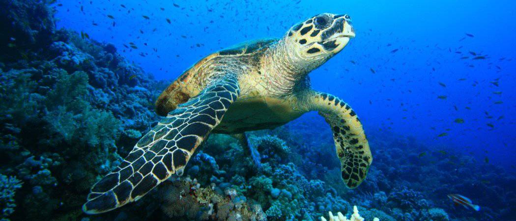 Solomon Islands