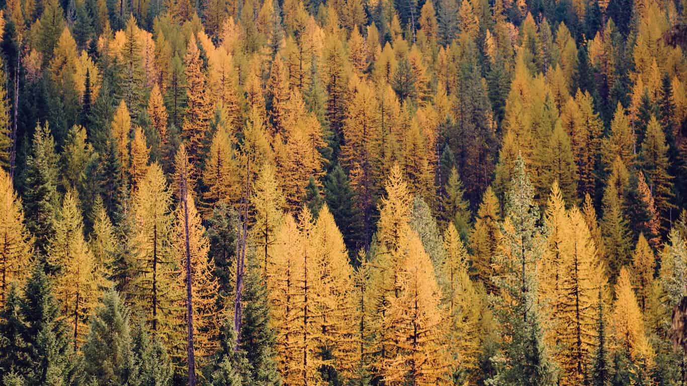 Idaho: Kamiah