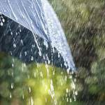 The Umbrella