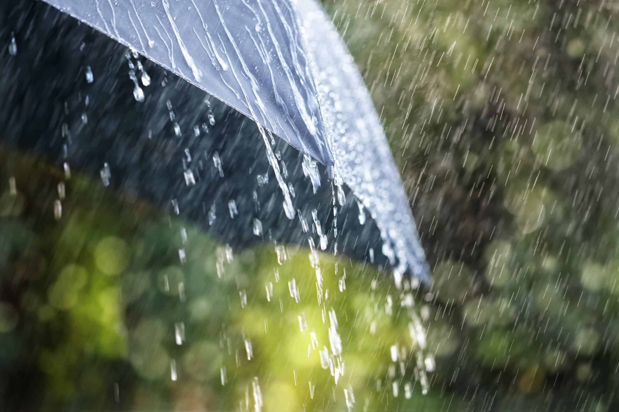 The Umbrella