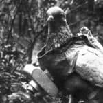 Military Pigeon Handler