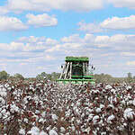 Mechanical Cotton Picker