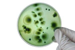 Hand with Petri dish or culture media with bacteria on white background with clipping, Test various germs, virus, Coronavirus, COVID-19, Microbial population count, Food science.
