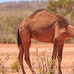 The U.S. Army Never Had a Camel Corps