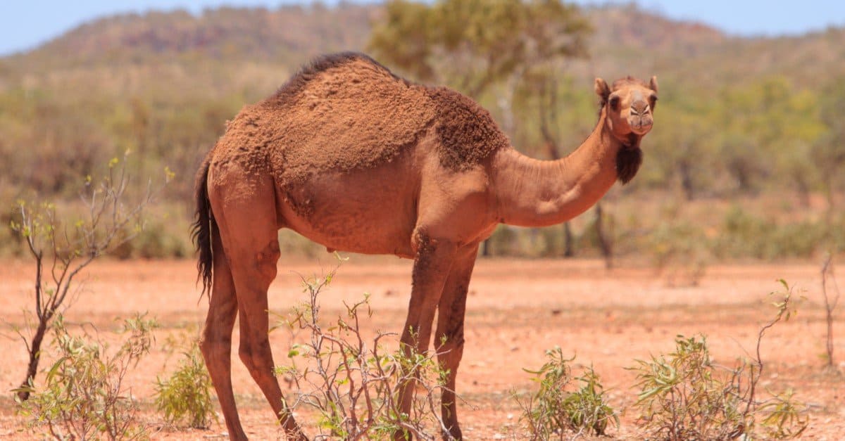 The U.S. Army Never Had a Camel Corps