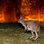 Australian Black Summer Bushfires