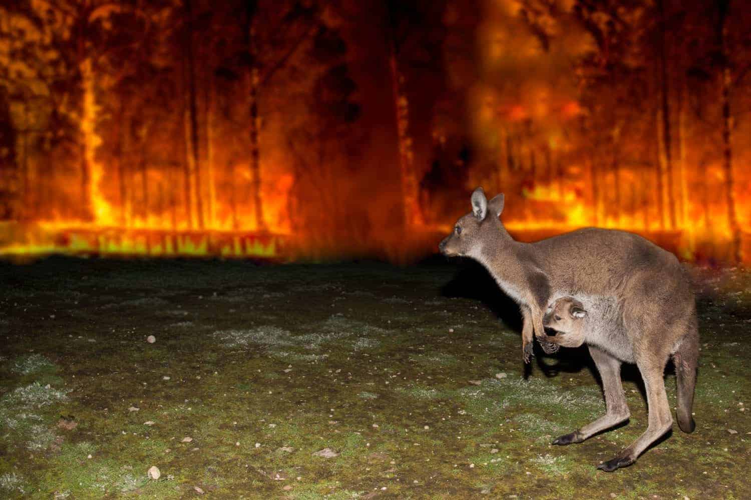 Australian Black Summer Bushfires