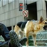 I Am Legend (2007)