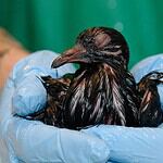 Exxon Valdez Oil Spill