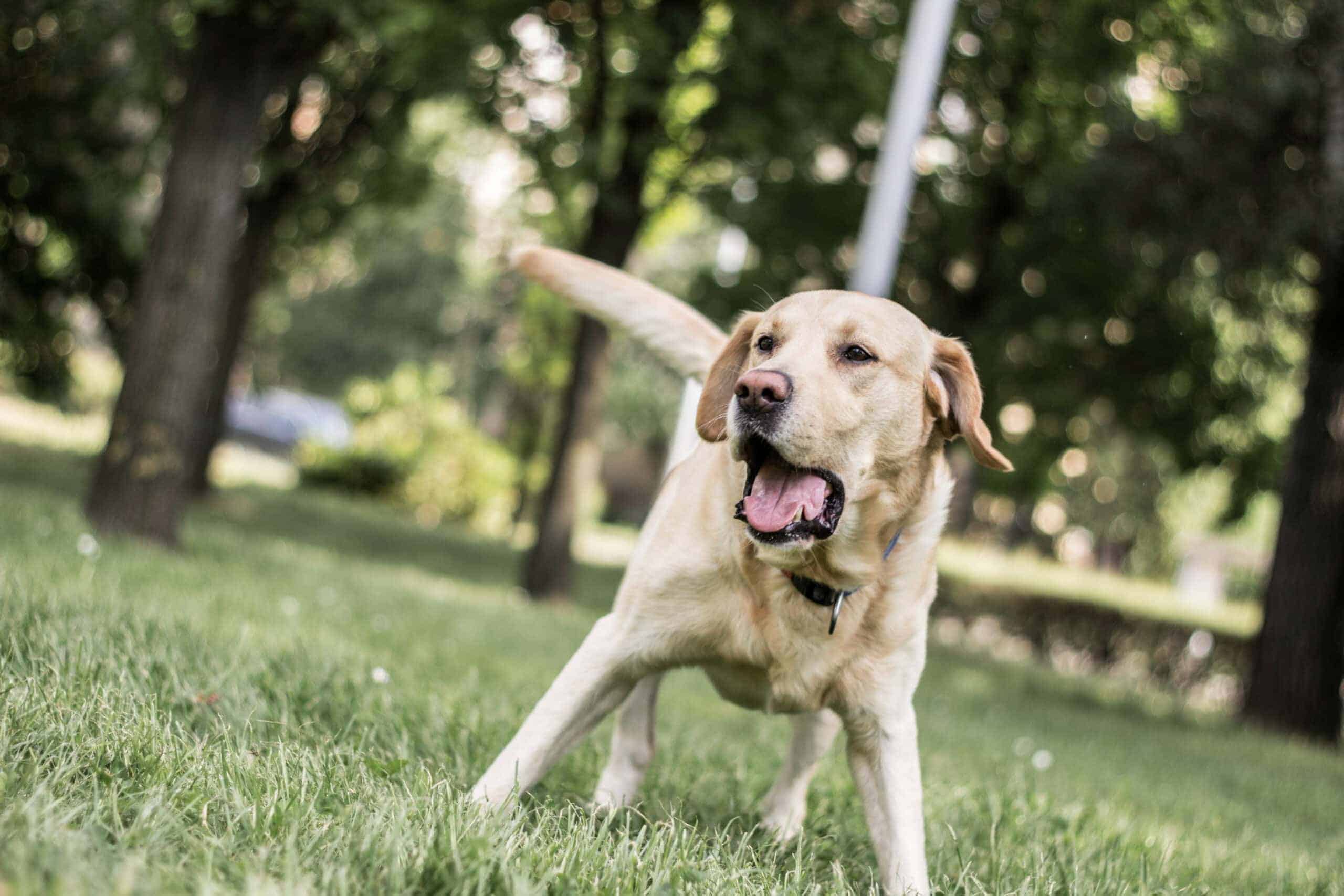 "Who Let the Dogs Out" by Baha Men (2000)